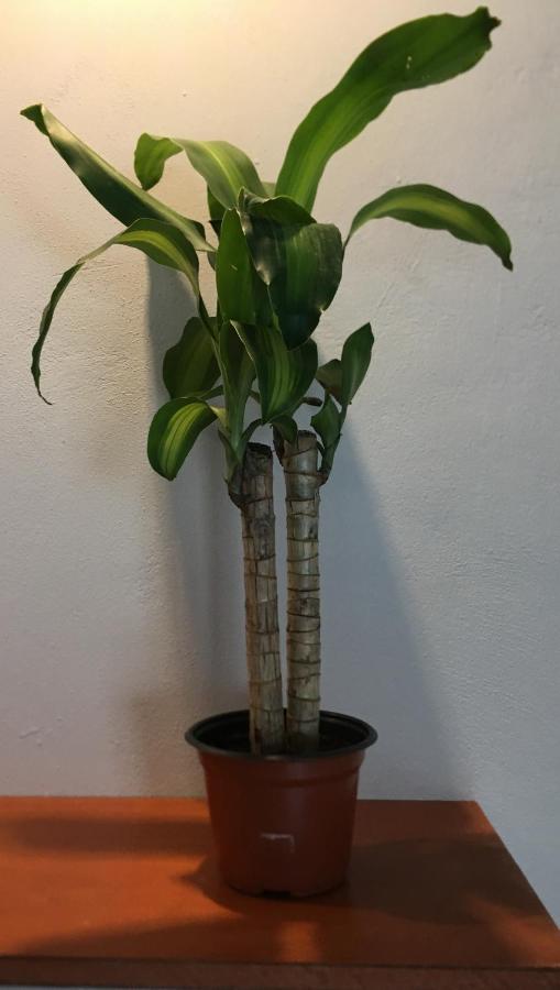קנקון Green Lofts מראה חיצוני תמונה