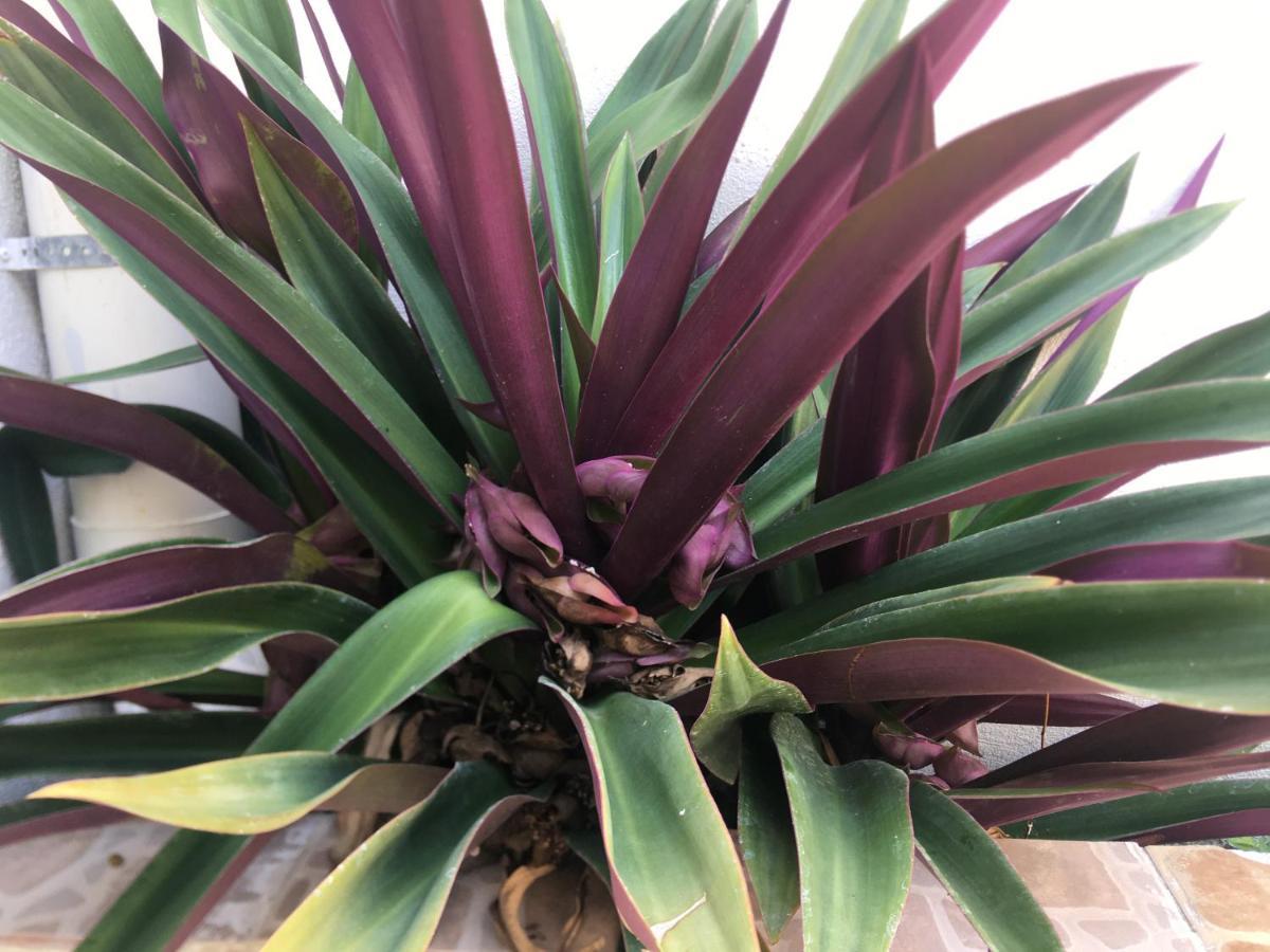 קנקון Green Lofts מראה חיצוני תמונה